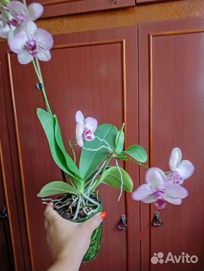 Дендробиум фаленопсис