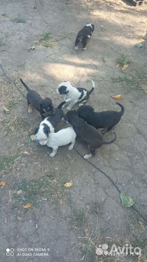 Собака в добрые руки отдам бесплатно