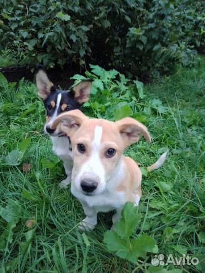 Мальчики щенки