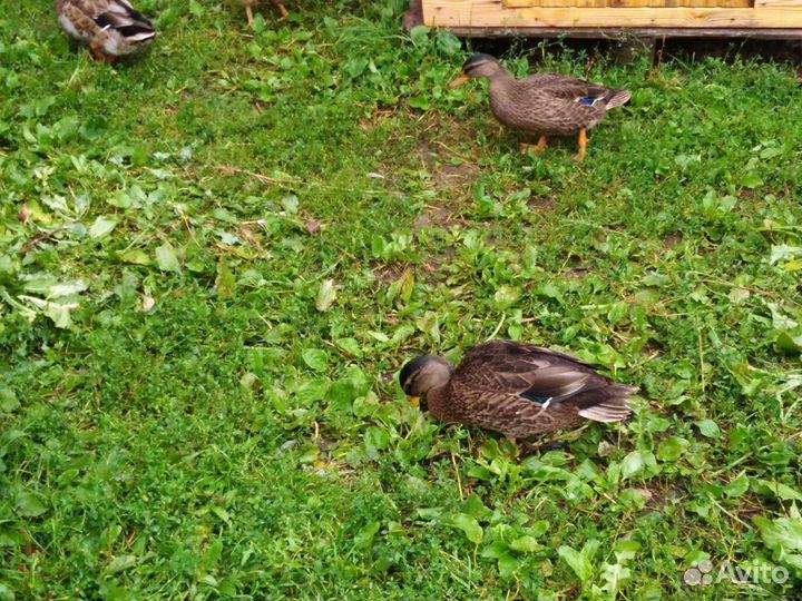 Подсадные утки и селезни