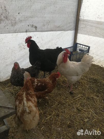 Инкубационное куриное яйцо миксы