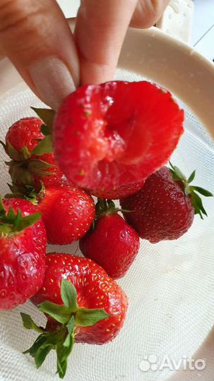 Клубника усы и розетки