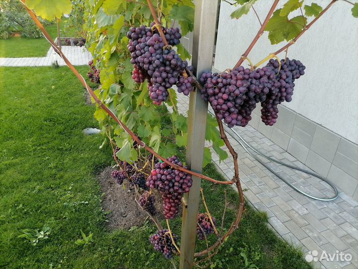 Саженцы винограда