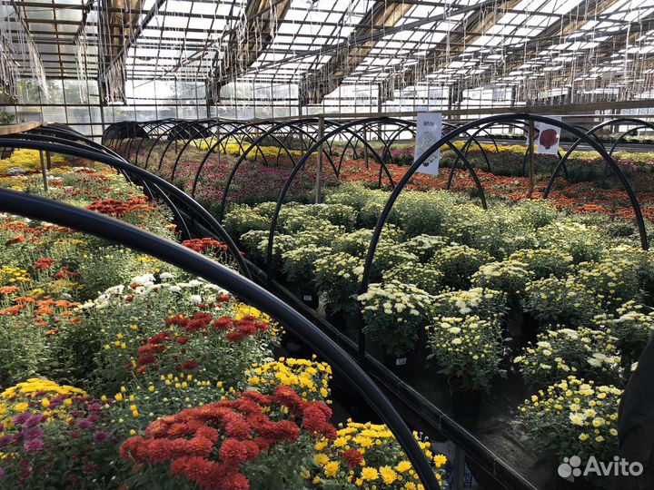 Хризантема мультифлора оптом для высадки