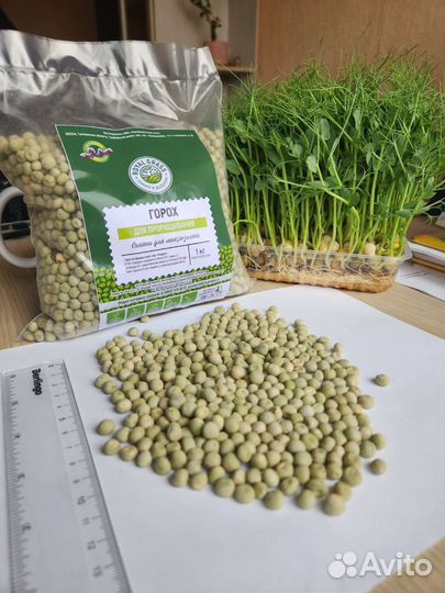 Семена гороха Мадрас. Для микрозелени. Оптом