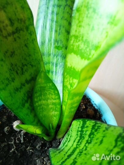 Сансевиерия