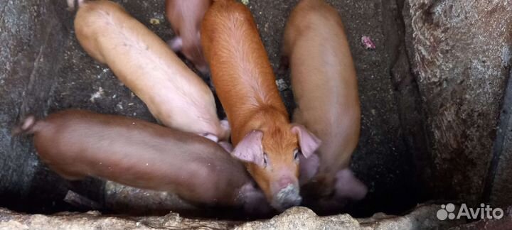 Поросята дюрок