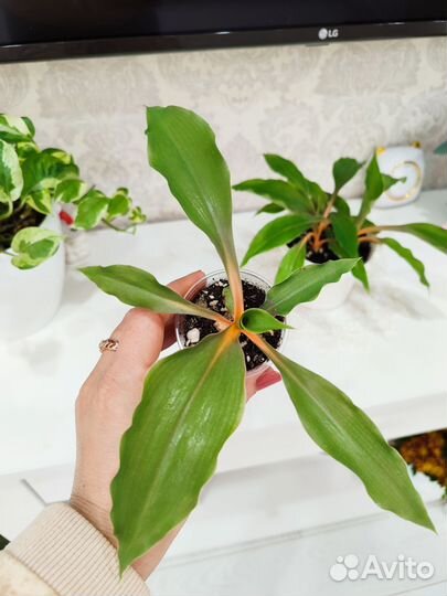 Хлорофитум