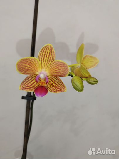 Phal. Golden staff