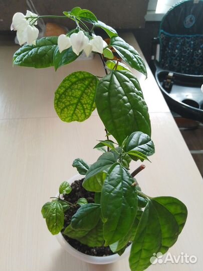 Клеродендрум томпсона