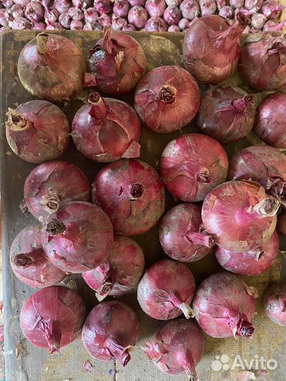 Лук Белозерский красный сладкий на еду