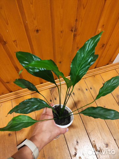 Спатифиллум