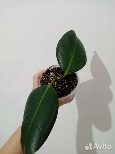 Монстера вариегатная Альба