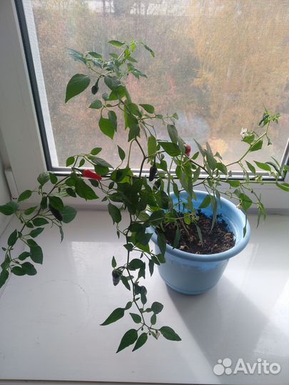Перец кустарниковый комнатный