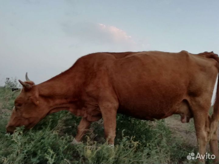 Коровы и бычки