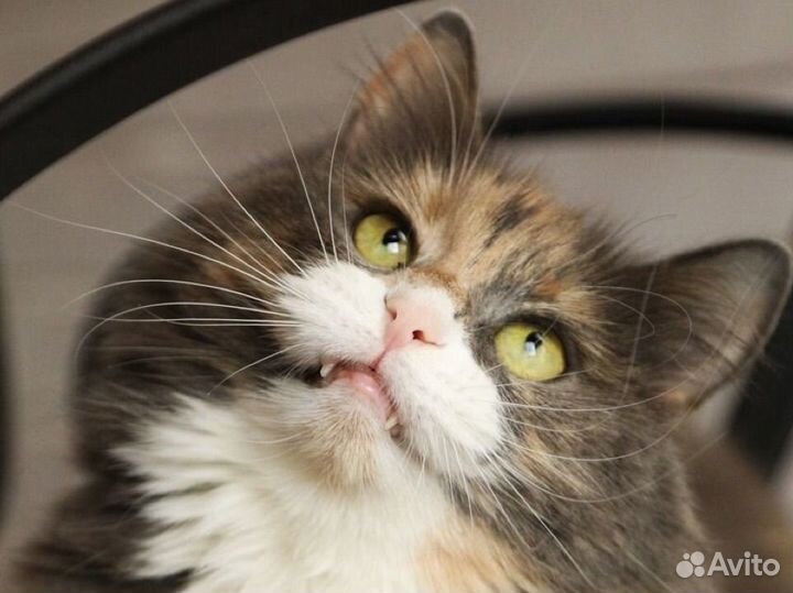 Кошка в дар