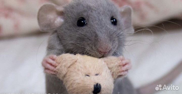 Крысята дамбо бесплатная доставка