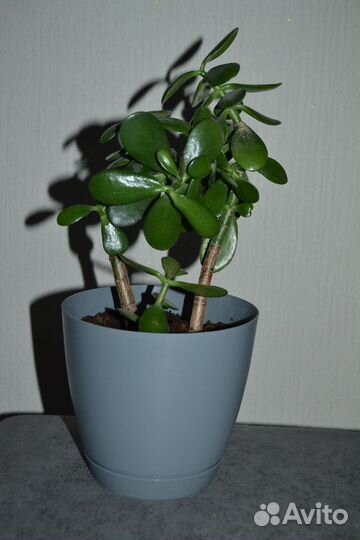 Денежное дерево