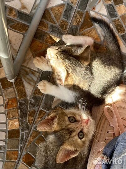 Котята в добрые руки бесплатно