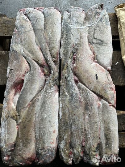 Продам свежемороженную горбушу, кету, нерку