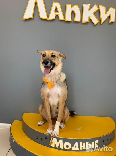 Я очень хочу в семью