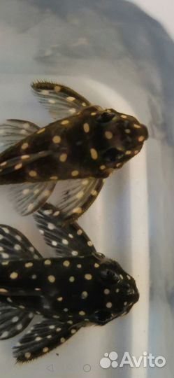 Номерные сомы l 201