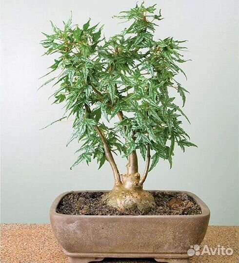 Редкие растения и не только