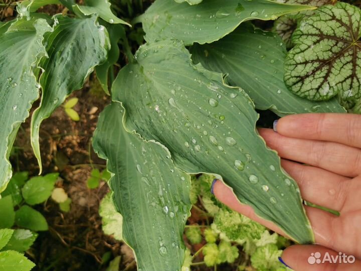 Хоста Нептун