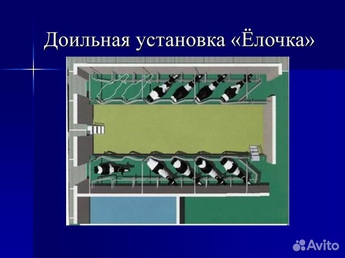 Доильный зал Ёлочка Карусель Параллель SCR Израиль