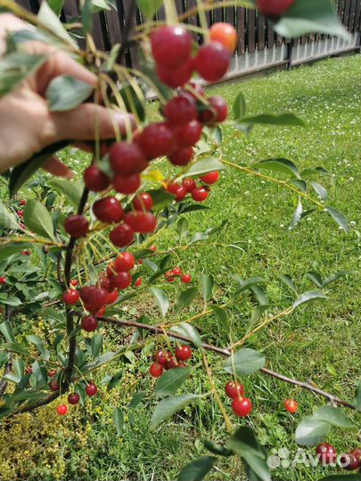 Вишня Свердловчанка