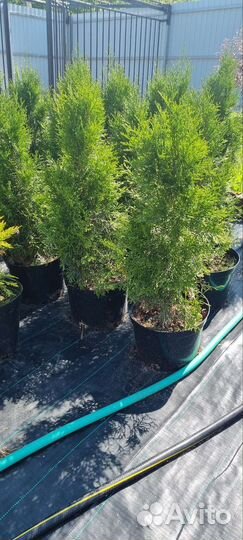 Туя смарагд