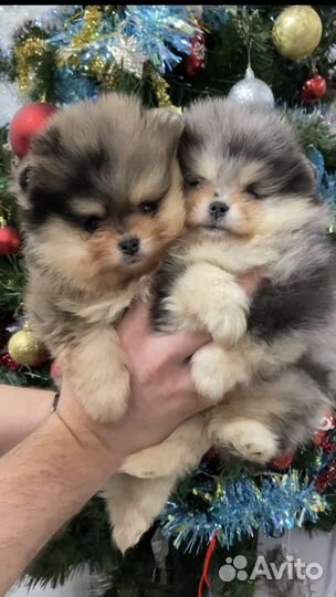 Необыкновенного окраса Exclusive Пом Шпиц