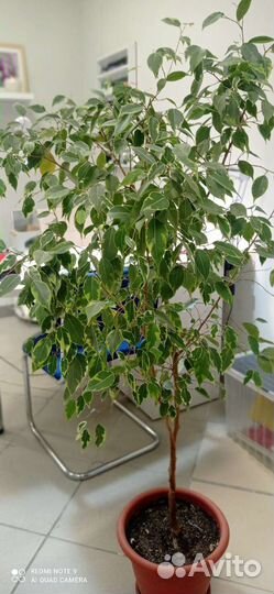 Фикус бенджамина большой