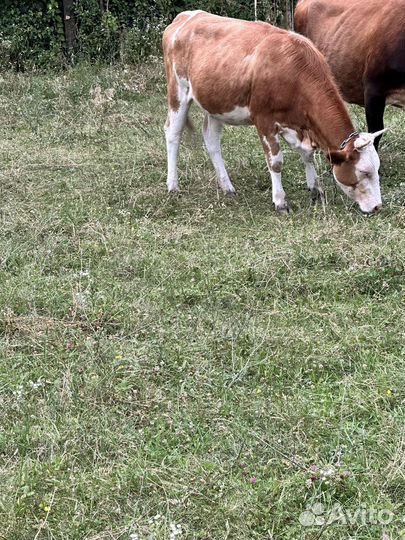 Коровы стельные