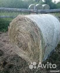 Сено пшеничное