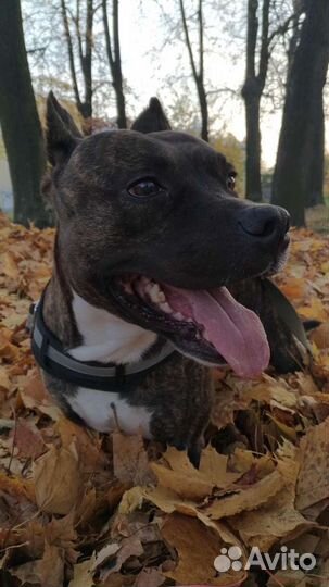 Вязка питбультерьера