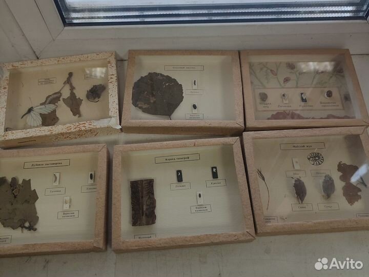 Наглядные пособия СССР насекомые -вредители