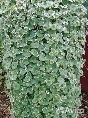 Вербейник монетчатый и будра вариегатная