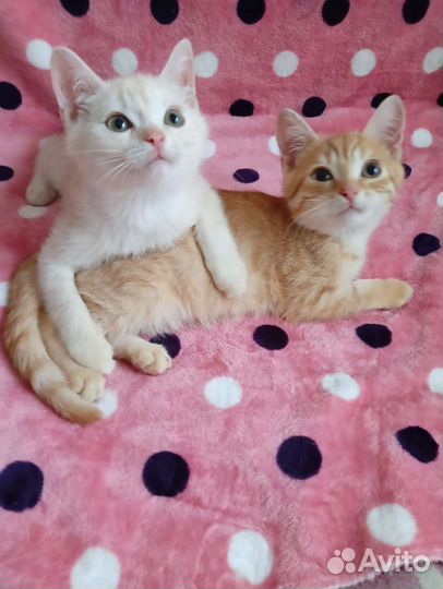 Шотладские котята