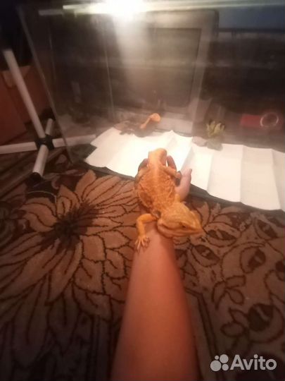 Агама, эублефар