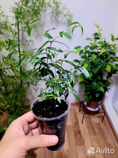 Миртовое дерево, Лавр благородный