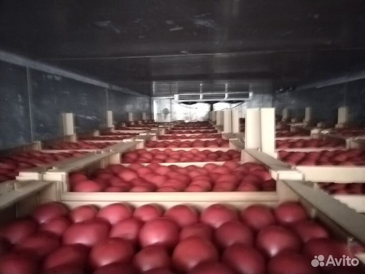 Картофель и помидор оптом