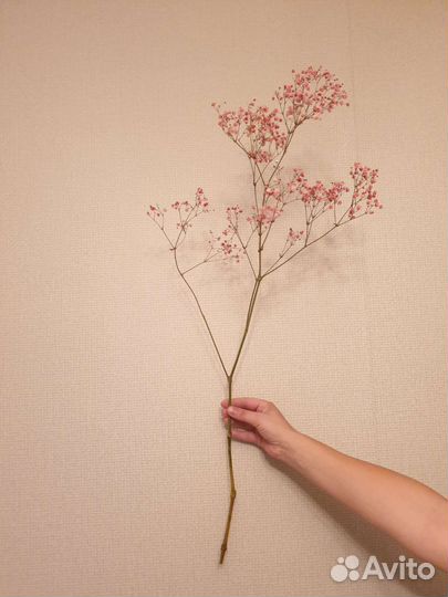 Гипсофила сухоцвет