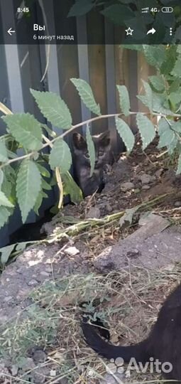 Кошки в добрые руки бесплатно