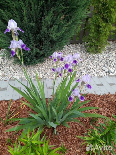 Ирисы бородатые сортовые