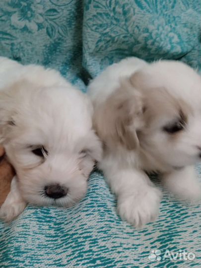 Щенки болонки, мальчик и девочка