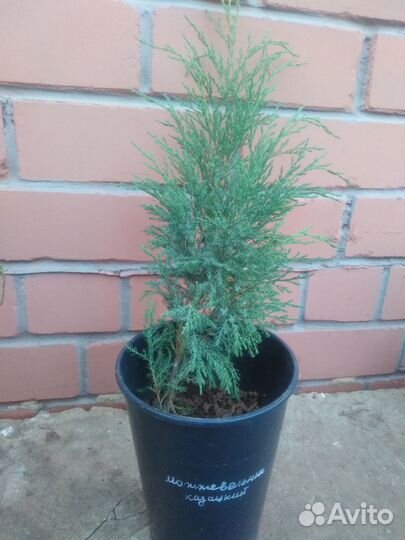 Можжевельник