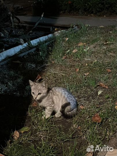 Котенок в добрые руки