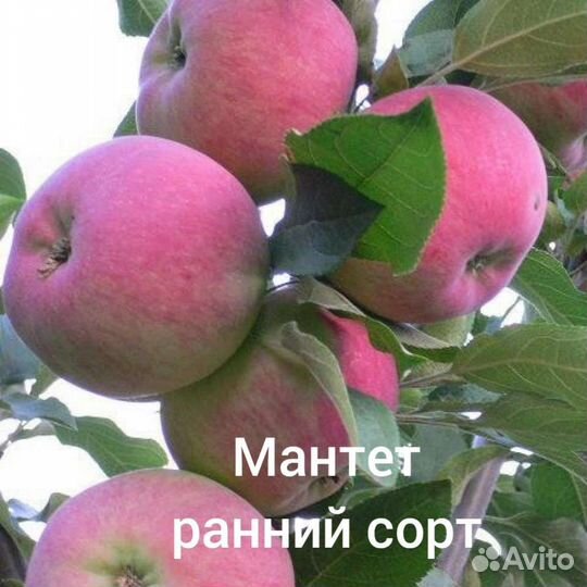 Саженцы Яблони