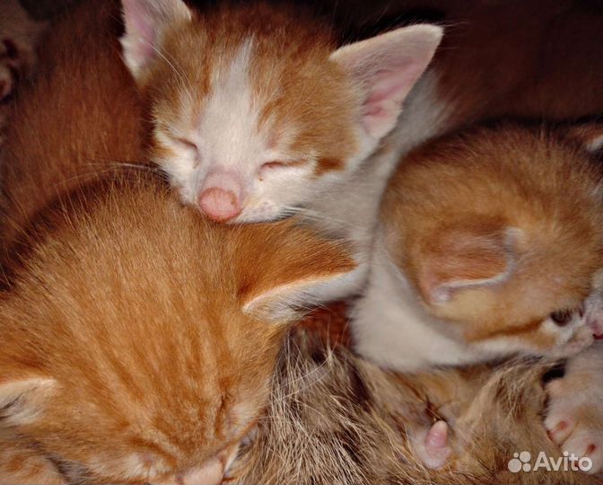 Котята в добрые руки